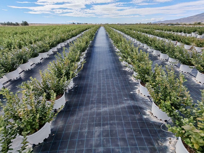 DCT Trading teknoloji entegreli tarım yatırımlarıyla büyüyor